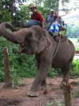 040906ChiangMaiElephantNabilFarida.jpg (270339 octets)