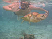 131206MoreaPlongeeTortueNabil1.jpg (113140 octets)